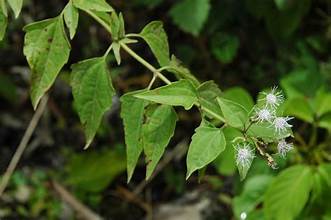 Chromolaena odorata